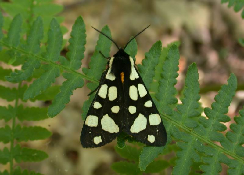 Arctia villica